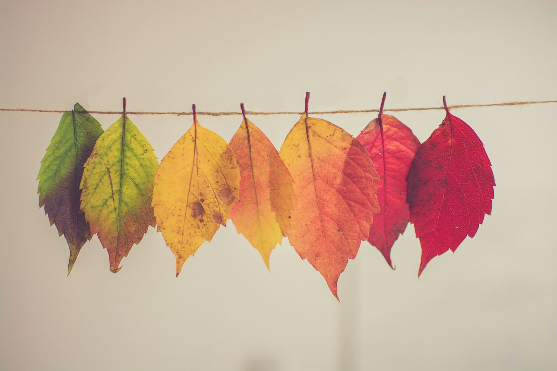 Seasonal Social Media Campaigns That Keep Your Brand Fresh All Year